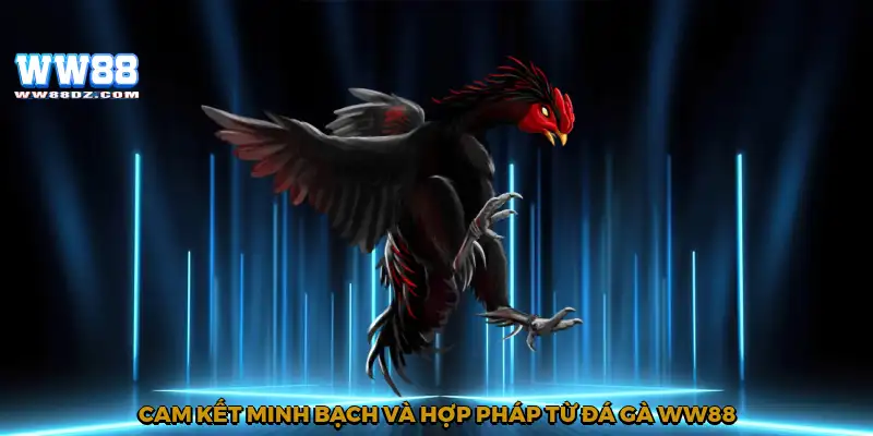 Cam kết minh bạch và hợp pháp từ đá gà WW88